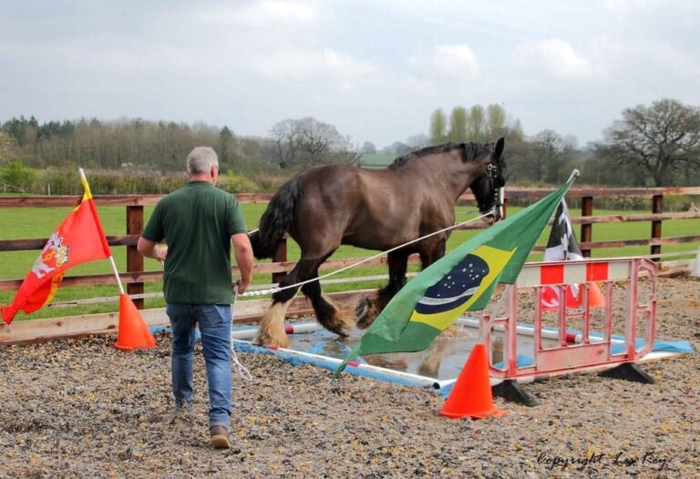 Midland Heavy Horse Association