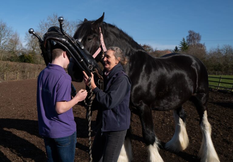 Midland Heavy Horse Association