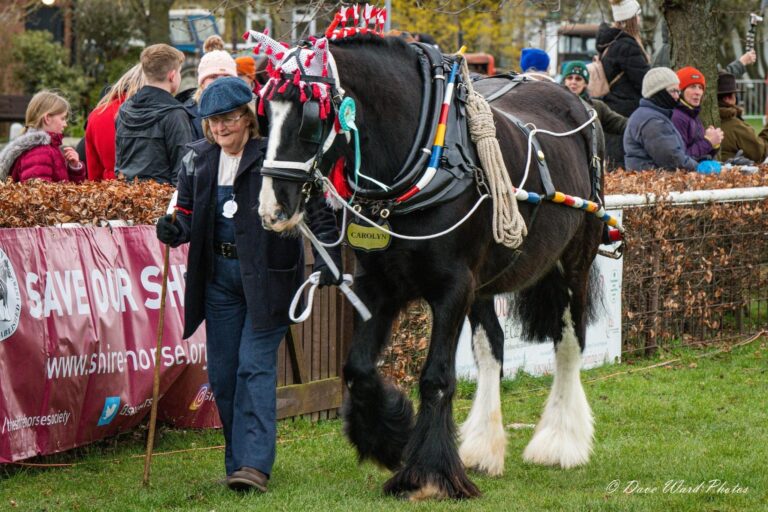 Midland Heavy Horse Association