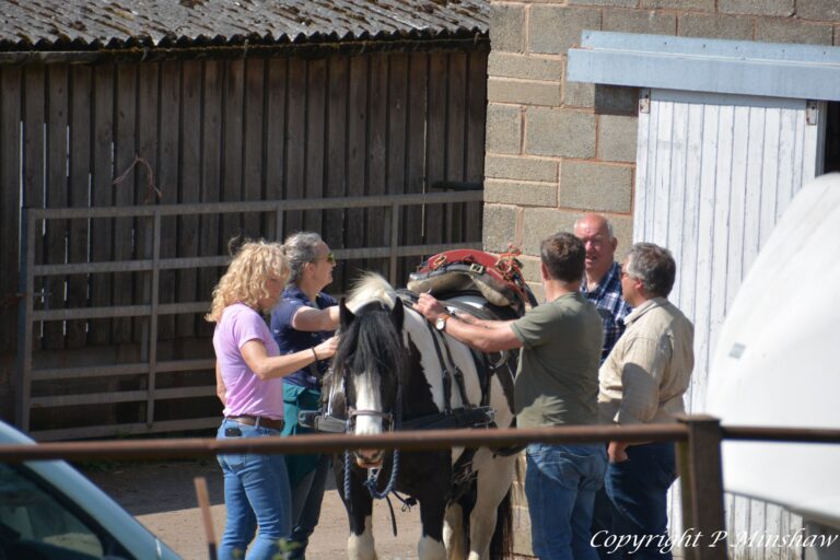 Midland Heavy Horse Association