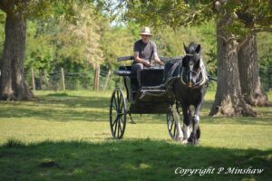 Midland Heavy Horse Association