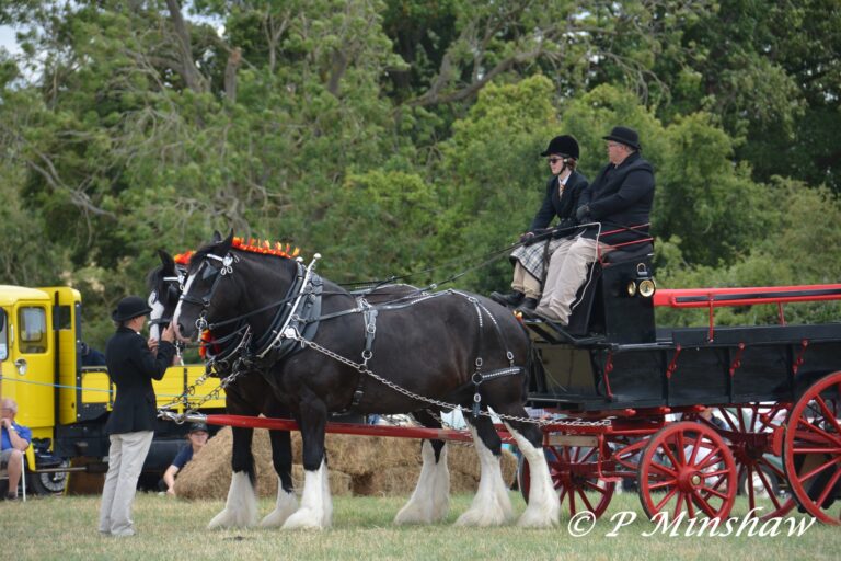 Shires Pulling a Wagon