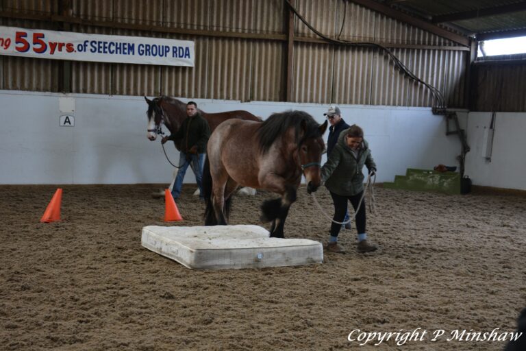 A Belgium Draught Horse being led over an obstacle
