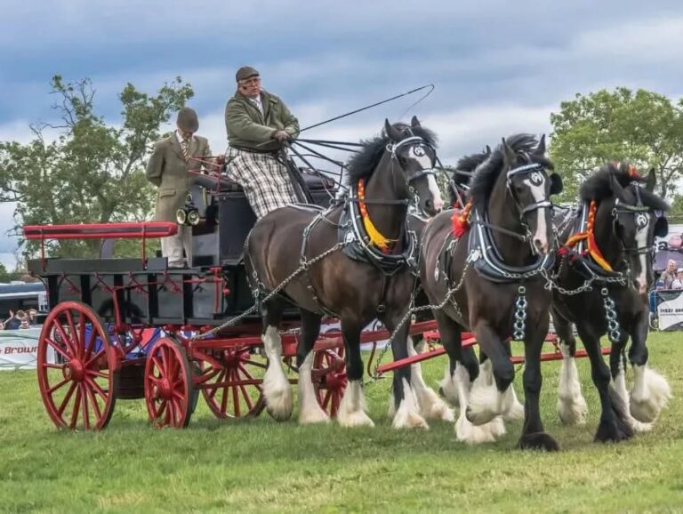 Midland Heavy Horse Association