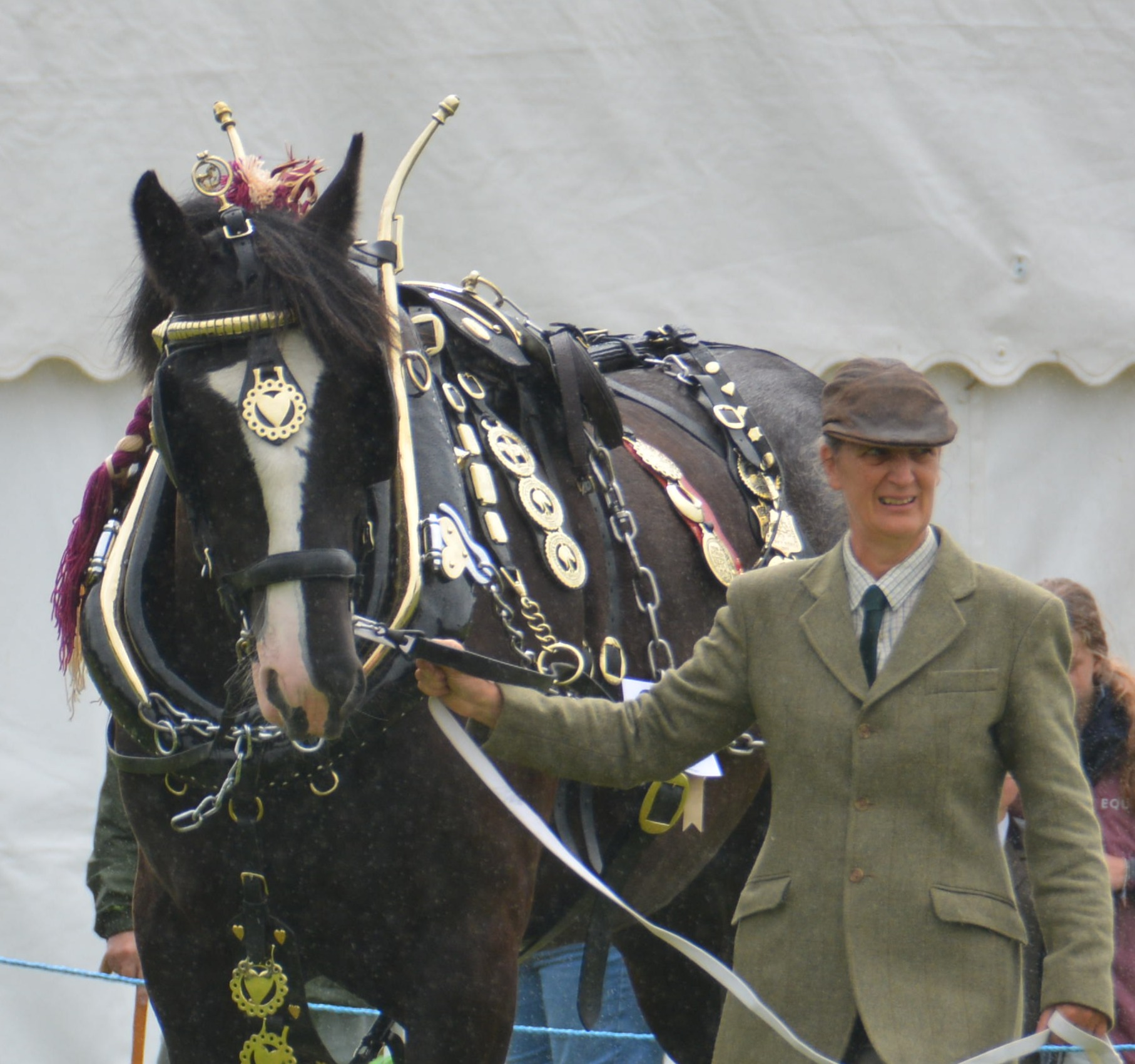 Midland Heavy Horse Association