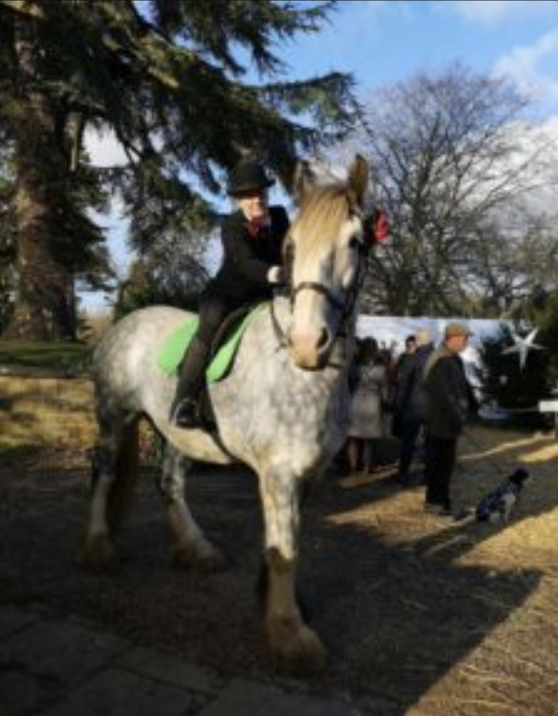 Midland Heavy Horse Association