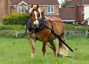 Midland Heavy Horse Association